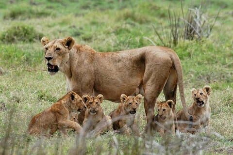 Dagstur - Mikumi National Park Safari Flyv fra Zanzibar