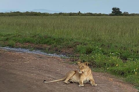 Layover Private Tour to Nairobi National Park and Giraffe Center