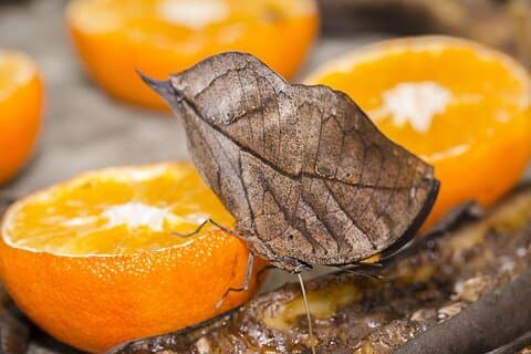 Butterfly Sanctuary, Museum & Lunch with Transport
