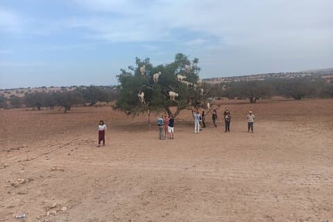 Essaouira heldags guidet tur fra Marrakech