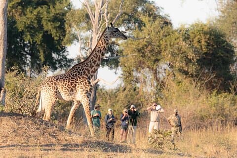 Walking Safari