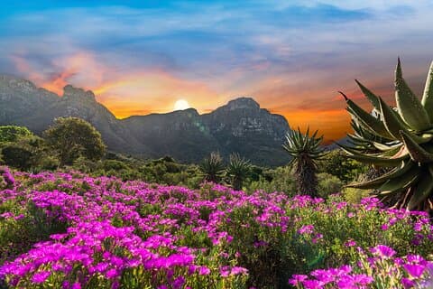 Visite des jardins botaniques de Kirstenbosch et de la dégustation de vins de Constantia.
