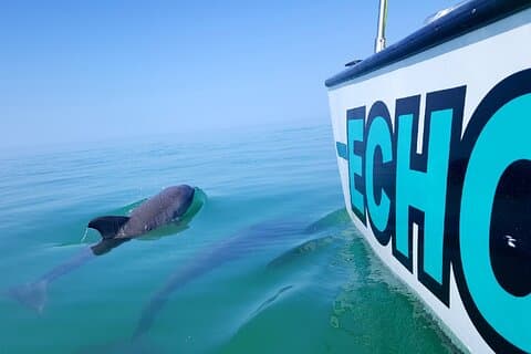 キーウェストで浅瀬シュノーケリングとイルカウォッチング