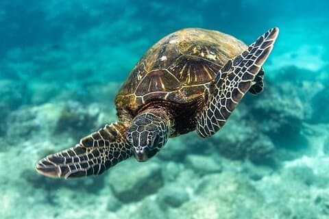 Hawaii ONTDEK Beginner + Gecertificeerd 2 Tank Ondiep Duiken