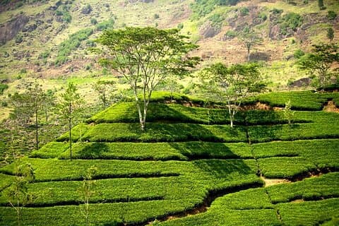 Kandy og Nuwaraeliya todagers tur