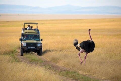 3 - Dagsafari til Maasai Mara National Reserve med adgangsgebyr