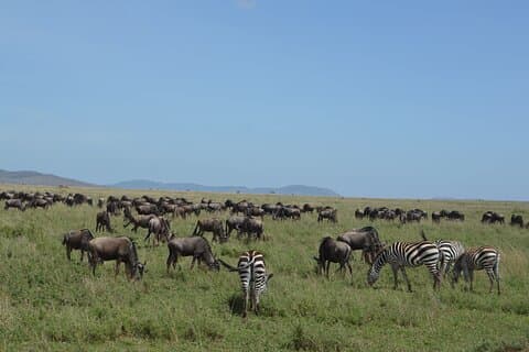 3-Daagse Serengeti & Ngorongoro Groepscamping Safari