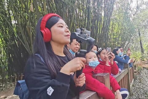 LIVE-Streaming: Treffen Sie Pandas in der Chengdu Research Base of Giant Panda Breeding