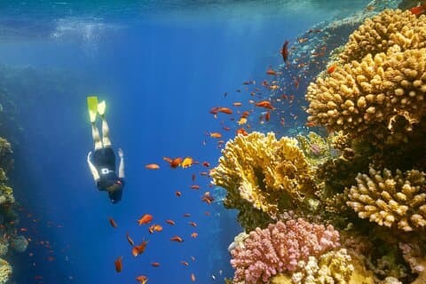 Private Full Day In Dahab From Taba Snorkel & Camel Ride With Lunch