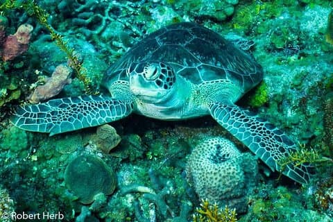 Das Beste von Roatan zu Land und zu Wasser