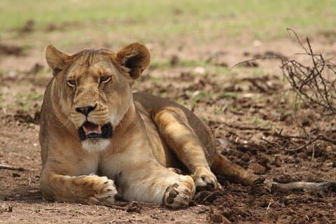 6-tägige private Camping-Safari-Tour vom Flughafen Kilimanjaro