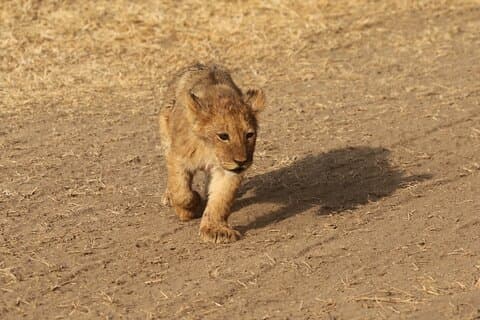 3-Daagse Tarangire, Ngorongoro & Lake Manyara Groepscamping Safari
