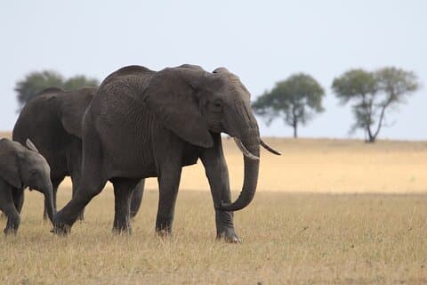 5 jours en groupe Camping Safari
