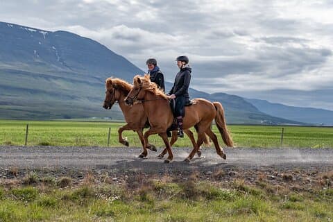 Lezione di equitazione privata nel nord dell'Islanda