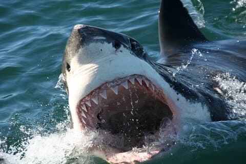 Buceo en jaula de tiburones