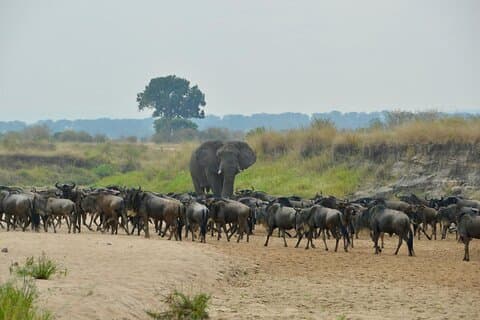4-Daagse Privé Migratie Camping Tour in Serengeti Nationaal Park