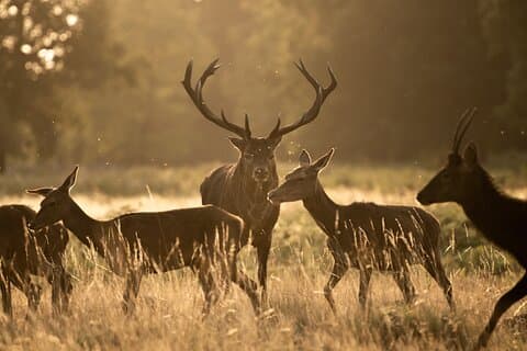 Wildlife Photography Workshop i Richmond Park i London