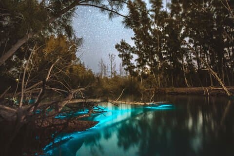 Bioluminescerende klare kajakture i Titusville