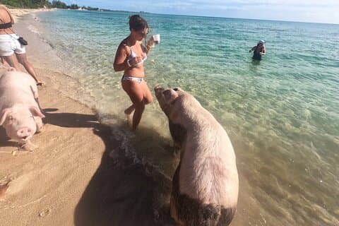 Ultimate SeaXscape Pigs/Turtles/Snorkel/Lunch/Drinks/PU/DO