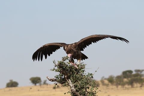 2 giorni Tarangire e Ngorongoro Group Camping Safari