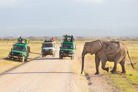 3-dagers safari til Serengeti, Ngorongoro og 1-dagers Kilimanjaro fottur