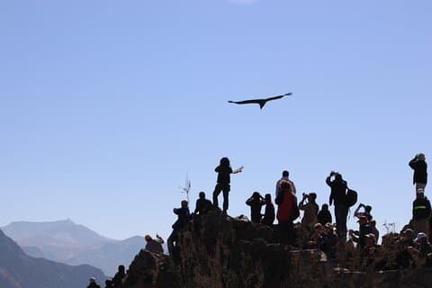 2-Day Colca Canyon, Vicuna Reserve and Condors from Arequipa
