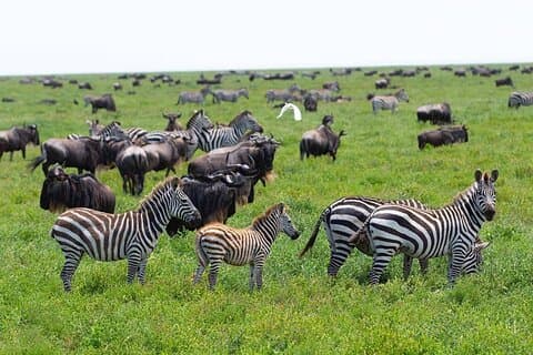 2 Days Best of Ngorongoro and Tarangire National Park