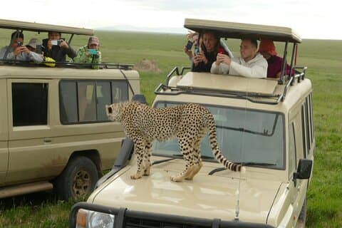 Privat 4 dagars safari i Tarangire, Serengeti och Ngorongoro