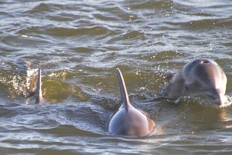 2-Hour Dolphin and Nature Eco Tour from Orange Beach