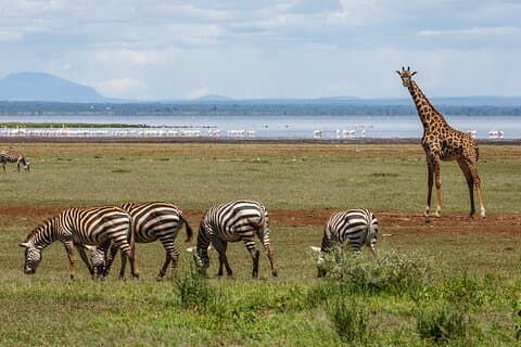 3-Day Tour to Tarangire, Ngorongoro and Lake Manyara Park