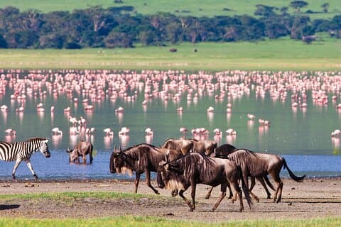4 days Safari with Waterfalls and Hot Spring