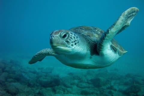 Essayez la plongée sous-marine dans une zone de tortues (bateau)