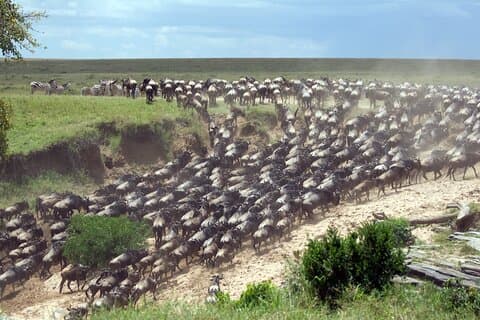 Safaris de migration de gnous de 6 jours