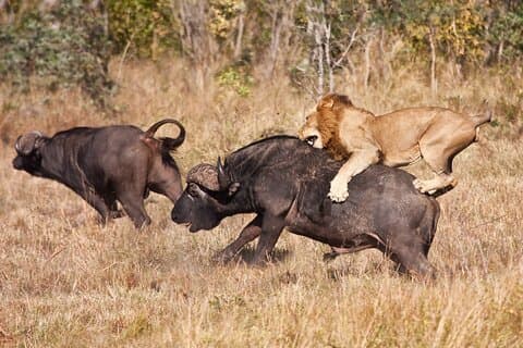 3 dages safari Serengeti og Ngorongoro-krateret