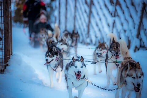 Arctic Animals Combo Safari, Ren och Husky Adventure