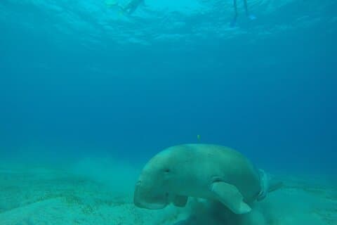 Day trip Snorkel or Dive with Dugong and Turtles