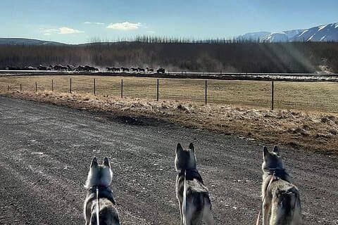 Wandern mit Husky in Akureyri (privat)