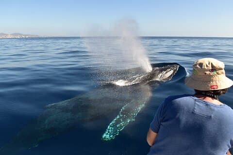 Whale Watching Cabo Kvinnelig mannskap, siktinger garantert, bilder
