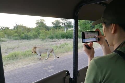 Private Morning Game Drive from Hazyview l Kruger National Park