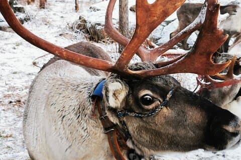 Santa's Reindeer & Husky Safari + Aurora barbecue a Rovaniemi