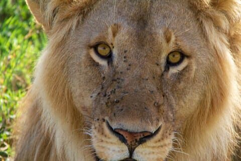 2-daagse privérondleiding naar Tarangire en Ngorongoro