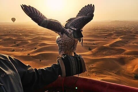 Incroyable Dubaï Beautiful Desert en montgolfière avec Falcon Show