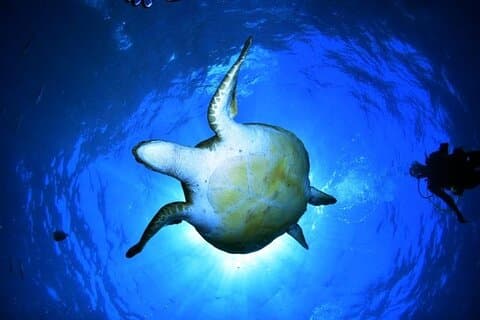 Snorkeling em uma maravilhosa baía vulcânica