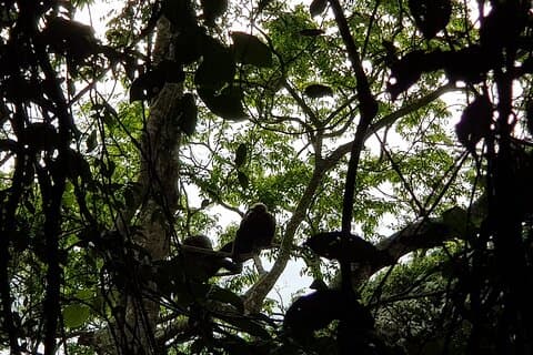 Dossel Nyungwe de dois dias, Palácio do Rei Nyanza e Chimpanzés