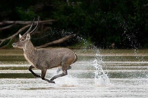 Tour di 5 giorni della riserva di caccia di Selous e del parco nazionale di Mikumi