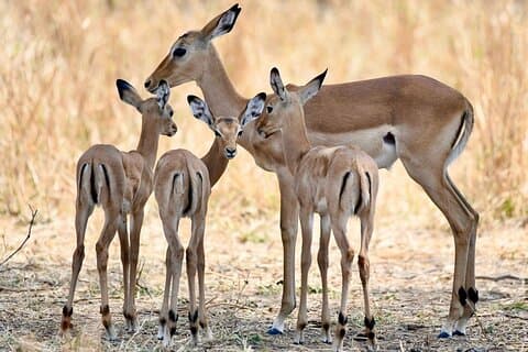 3-daagse Nyerere National Park Safari (Selous Game Reserve)