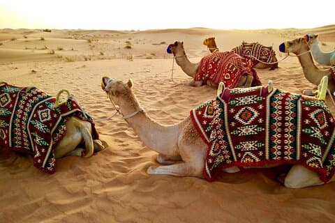 Sharm El Sheikh Beduin Safari og Star Gazing Tour med kameltur i ørkenen