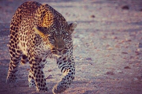 Privat 10-dages Mikumi Ruaha Selous Safari