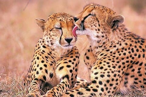 Big 5 Safari, observação de baleias, Robben Island e Table Mountain em 3 dias.