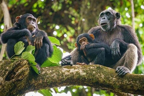 Randonnée de 5 jours aux chimpanzés dans le parc national de Gombe et Mahale